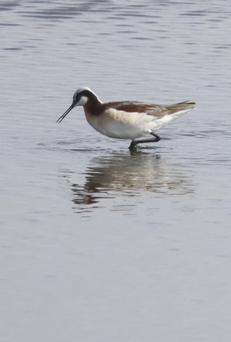 Wilson's Phalarope