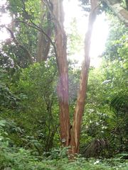 Pimenta racemosa