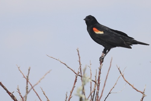 Red-winged Blackbird
