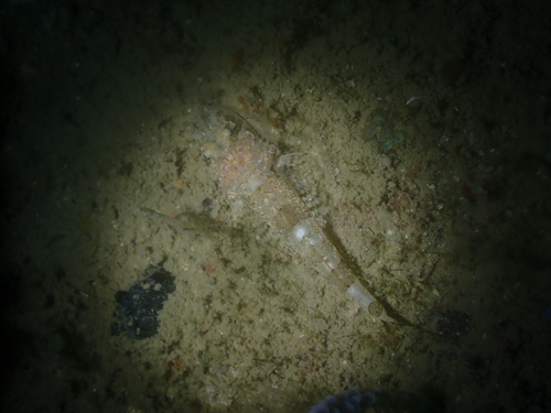 Thysanophrys celebica observed 2026-05-27