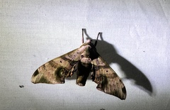 Daphnusa ocellaris