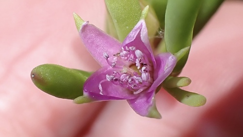 sea purslane