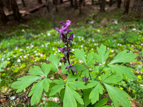 Corydalis cava, 2026-05-25