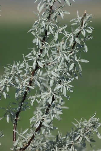 Russian olive