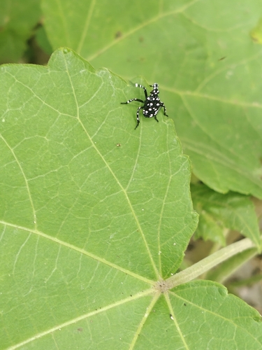 Spotted Lanternfly