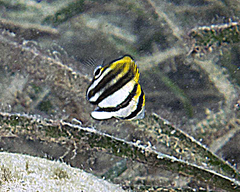 Parachaetodon ocellatus