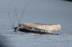 Orocrambus cyclopicus