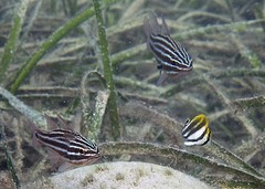 Parachaetodon ocellatus