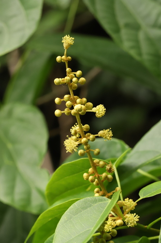 Mallotus repandus