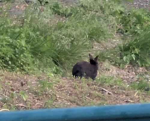 Domestic Rabbit
