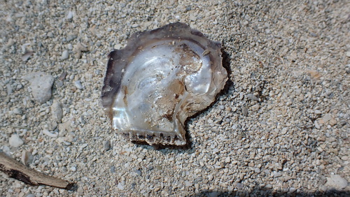 Isognomon observed 2026-05-26