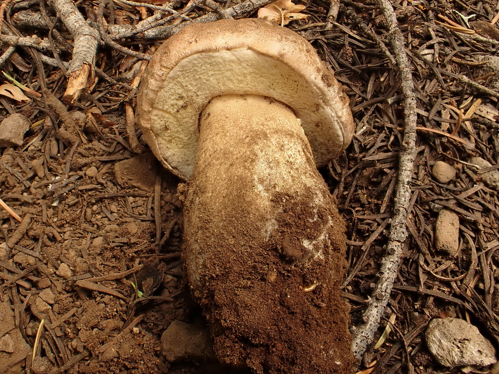 Spring King Bolete · May 2026 · photo: Photo: (c) reagan peschke, some rights reserved (CC BY) · iNaturalist