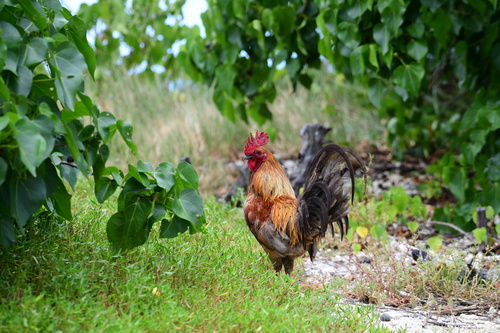 Silkie Chicken