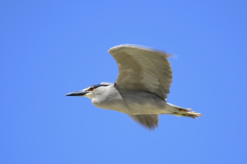 Black-crowned Night Heron