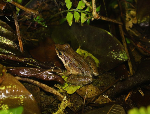 Limnonectes leytensis observed 2025-11-15