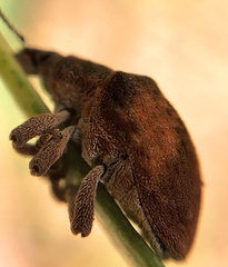 Gonipterus