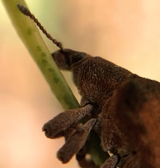 Gonipterus