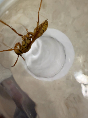Yellow Oriental Paper Wasp