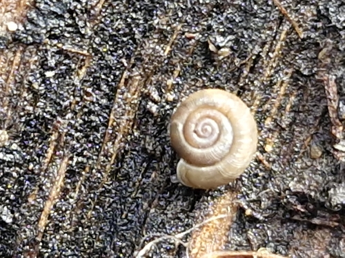 Elsothera funerea observed 2026-05-27