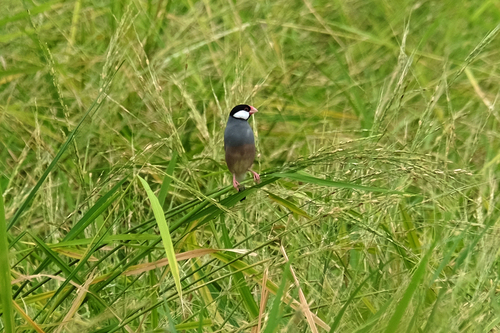 Java Sparrow