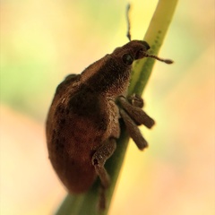 Gonipterus