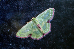 Metallochlora lineata