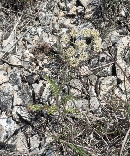 Hymenopappus scabiosaeus, photograph 5