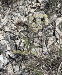 Hymenopappus scabiosaeus, photograph (c) Lydia Dexter, some rights reserved (CC BY)