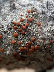 Ramboldia gowardiana