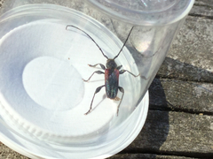 Callidiellum rufipenne