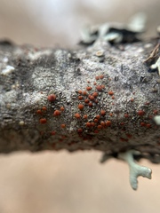 Ramboldia gowardiana