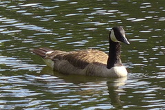 Branta canadensis maxima