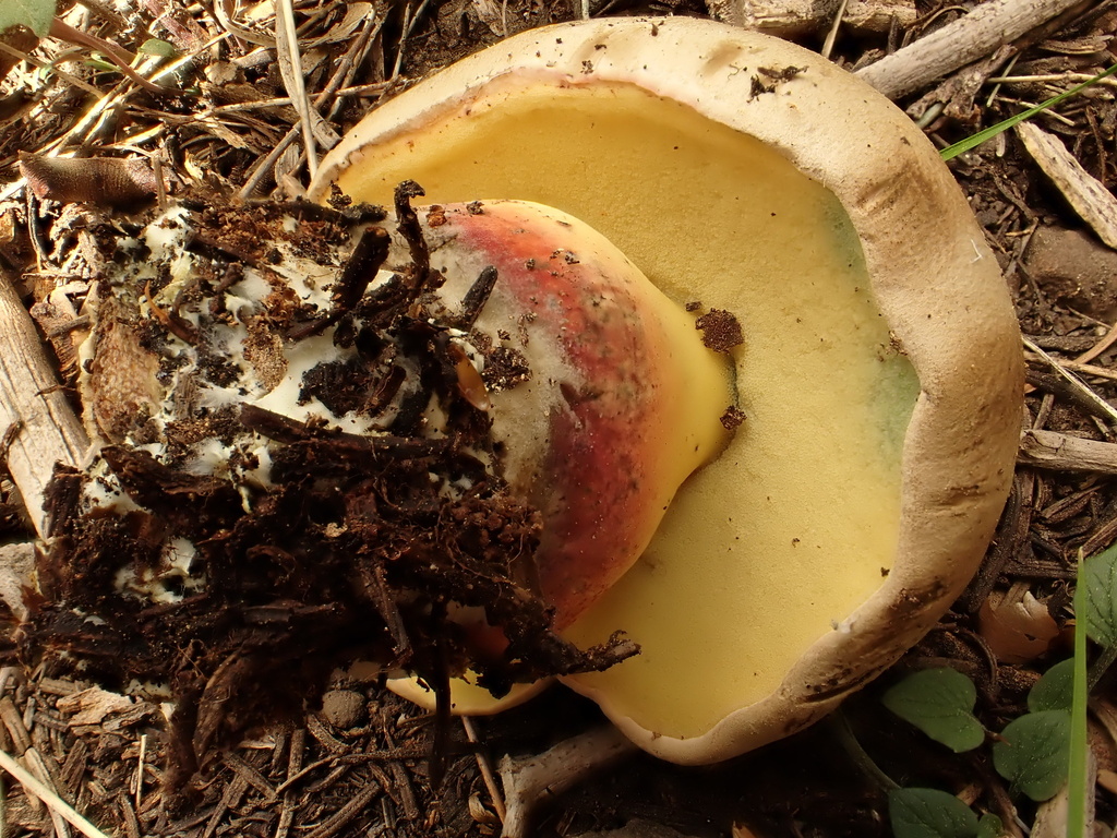 western bitter bolete · May 2026 · photo: Photo: (c) reagan peschke, some rights reserved (CC BY) · iNaturalist