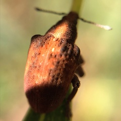 Gonipterus