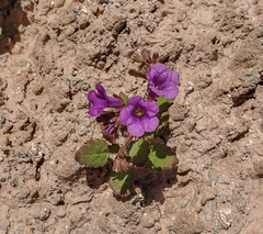 Phacelia pulchella