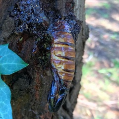 Lepidoptera