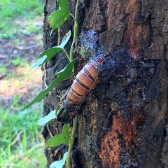 Lepidoptera