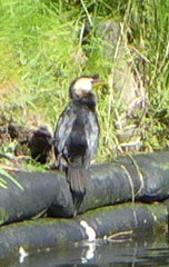 Microcarbo melanoleucos brevirostris