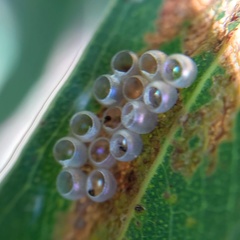 Insecta