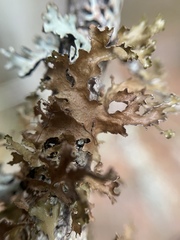 Tuckermanopsis chlorophylla
