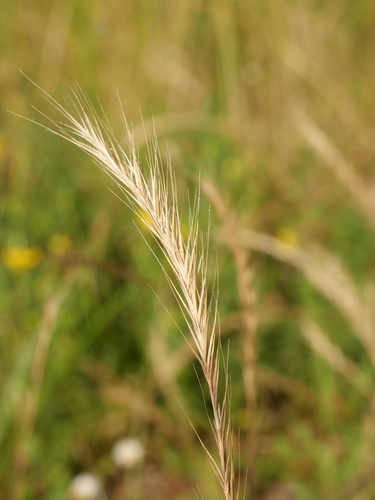 Bearded Fescue