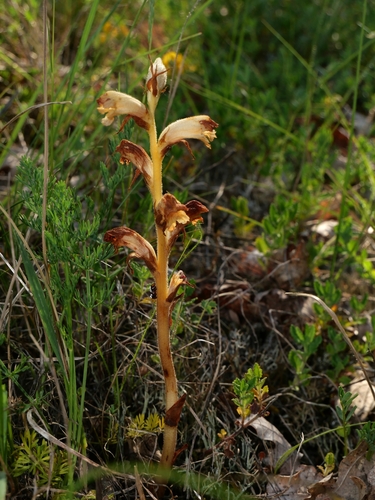 Germander Broomrape