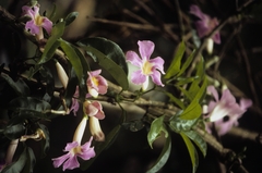 Podranea ricasoliana