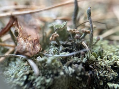 Cladonia botrytes