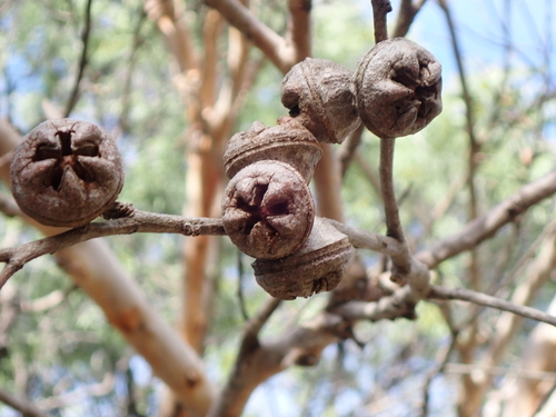 Eucalyptus megacarpa