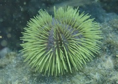 Lytechinus semituberculatus