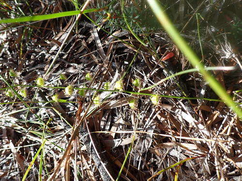 Drosera huegelii