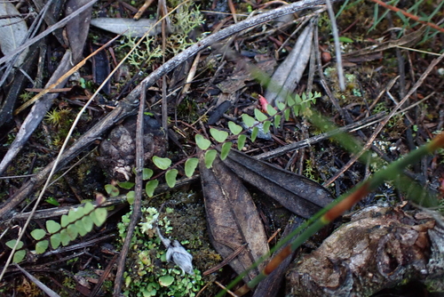 Lindsaea linearis (Lindsaea linearis)