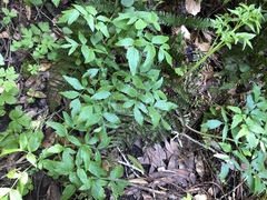 Angelica californica