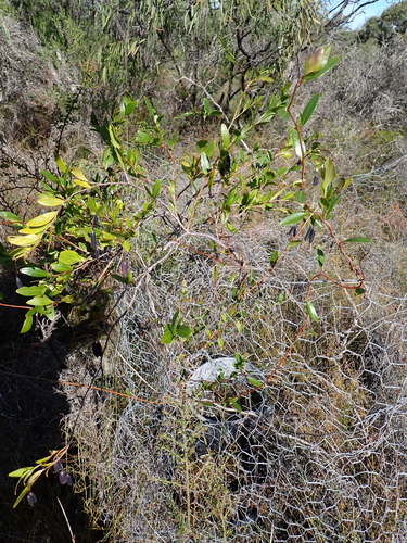 Billardiera heterophylla